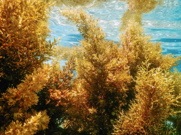 Las wodorostów morskich, wodorostów podwodne, wodorostów płytkie wody Nea — Zdjęcie stockowe