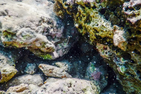 Mořský život Podvodní skály Sluneční světlo, Podvodní život — Stock fotografie