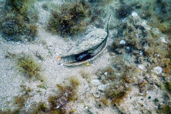 Noble Pen Shell (Pinna nobilis) Mar Mediterrâneo — Fotografia de Stock