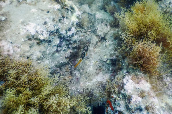 Namalovaný comber (Serranus písaba) Středozemní moře pod vodou — Stock fotografie