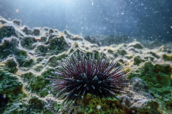 Urchins subaquáticos sobre uma rocha, fechar Urchins subaquáticos — Fotografia de Stock