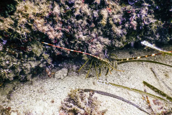 常见的脊柱龙虾（帕利努鲁斯埃莱菲斯）地中海龙虾 — 图库照片