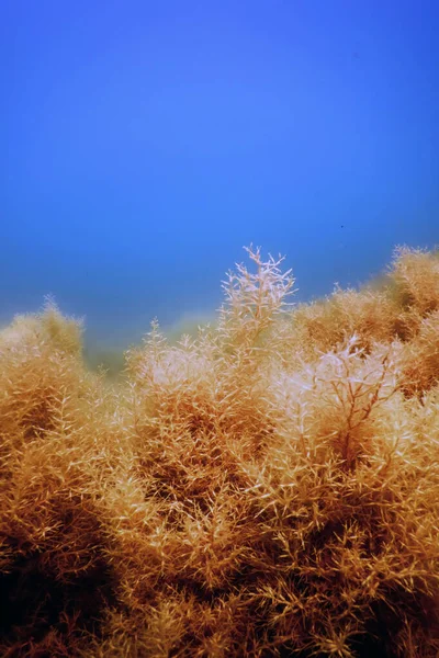 Wald aus Algen, Algen unter Wasser, Unterwasserszene — Stockfoto