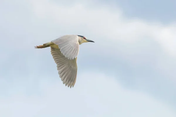 Черная ночная цапля в огне голубого неба (Nycticorax nycticor) — стоковое фото