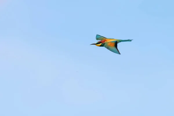 Abejas europeas en vuelo (Merops Apiaster ) —  Fotos de Stock