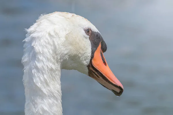 Cisne de perto, Retrato de cisne, Cygnus — Fotografia de Stock