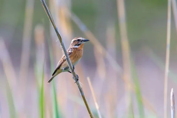 Whinchat Žena na rákosí (Saxicola rubicola) — Stock fotografie