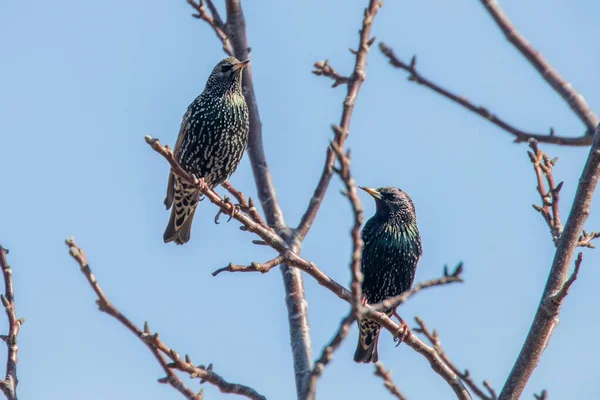 Common Starlings on a branch, Sturnus vulgaris