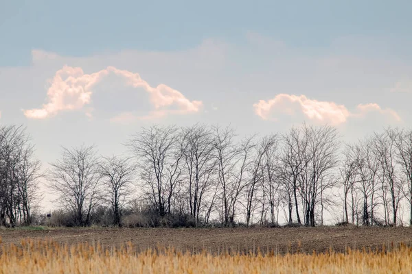 Landschap met bladloos bomen afsteekt tegen de grote — Stockfoto