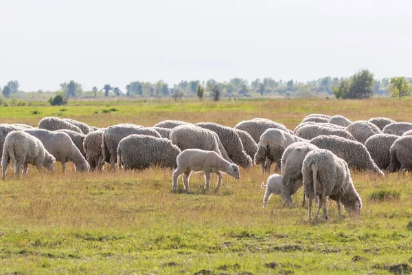 Flock av får, får på fältet — Stockfoto