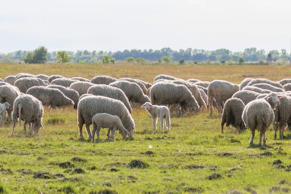 Gregge di ovini, ovini sul campo — Foto Stock