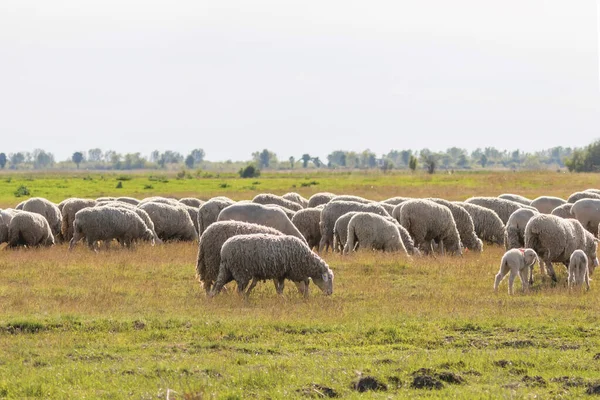 Troupeau de moutons, moutons sur le terrain — Photo
