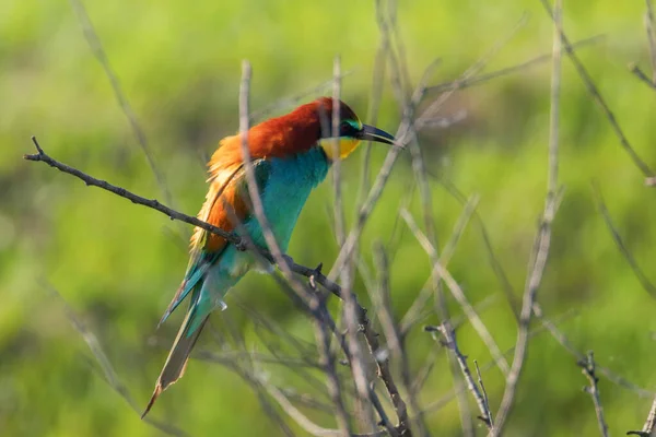 유럽 벌잡 이 새 (Merops Apiaster)) — 스톡 사진