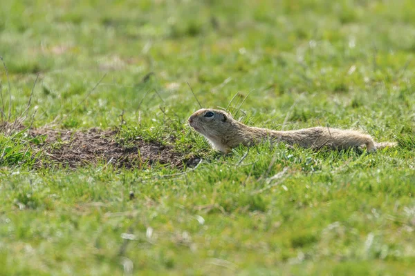 European ground squirrel, Souslik (Spermophilus citellus) natura — Stock Photo, Image