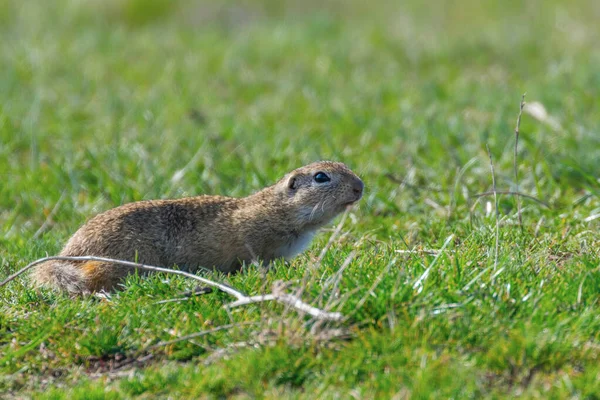 Souslik (Spermophilus citellus) Europeiska ground ekorren i den — Stockfoto