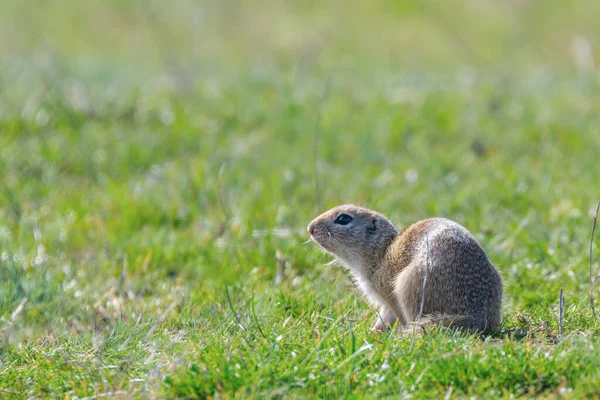 Souslik (Spermophilus citellus) Europeiska ground ekorren i den — Stockfoto