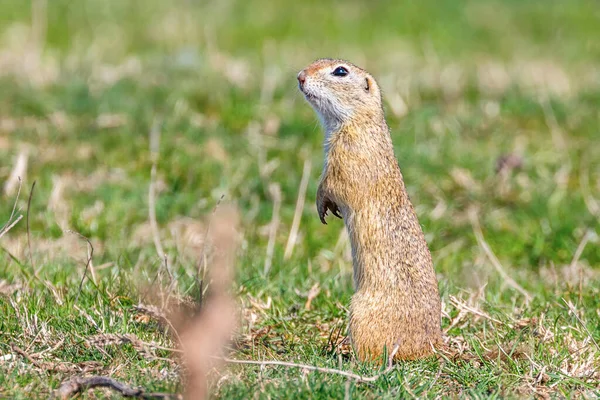 Esquilo-de-chão-europeu, Souslik (Spermophilus citellus) natura — Fotografia de Stock