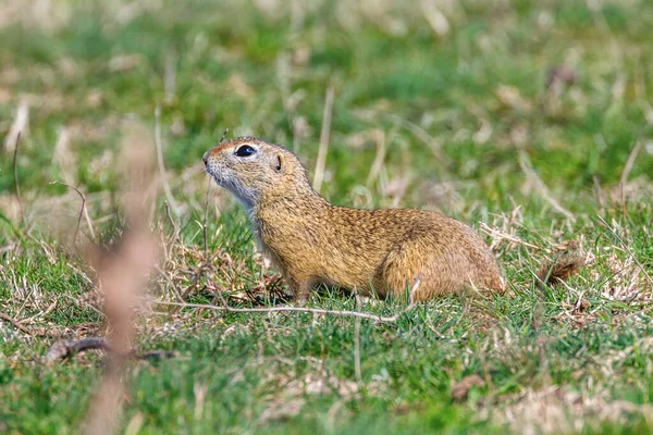 Esquilo-de-chão-europeu, Souslik (Spermophilus citellus) natura — Fotografia de Stock