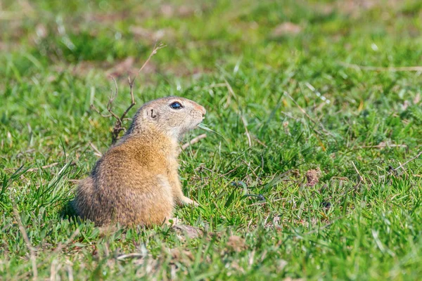 European ground squirrel, Souslik (Spermophilus citellus) natura — Stock Photo, Image