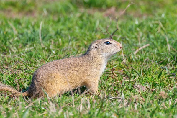 Λαγόγυρος, natura Souslik (Spermophilus citellus) — Φωτογραφία Αρχείου