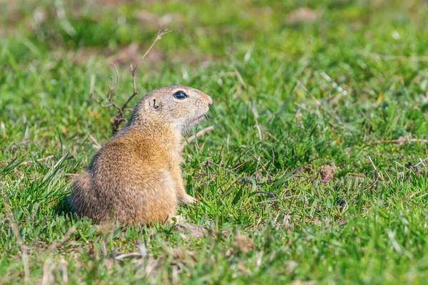 Europeiska marken ekorre, Souslik (Spermophilus citellus) natura — Stockfoto