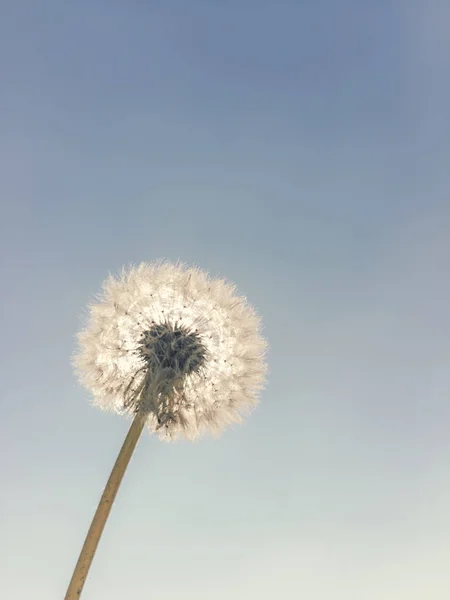 Sol de dente de leão e fundo céu azul, Close Up Dandelion — Fotografia de Stock