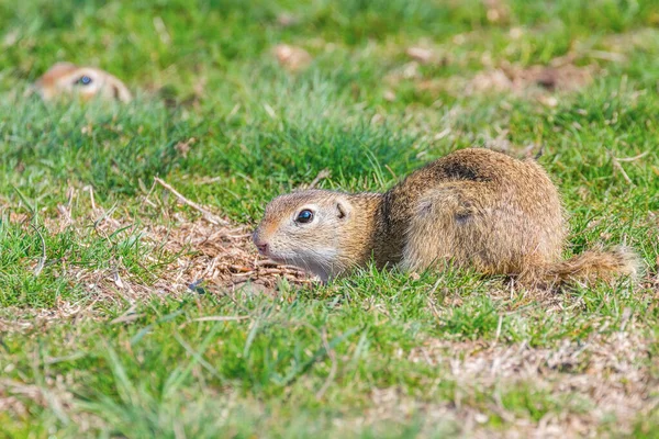 Souslik (Spermophilus citellus) Europeiska ground ekorren i den — Stockfoto