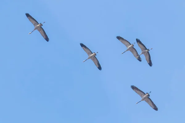 Flying flock of Common Crane (Grus grus) in flight blue skies, m — Stock Photo, Image