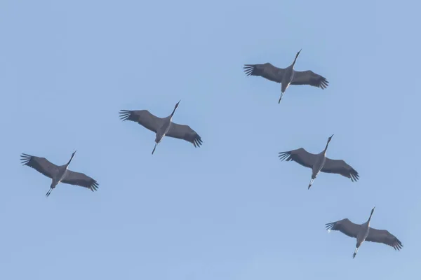 Flying flock of Common Crane (Grus grus) in flight blue skies, m — Stock Photo, Image