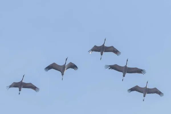 Flying flock of Common Crane (Grus grus) in flight blue skies, m — Stock Photo, Image