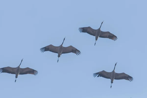 Fliegende Schar von Kranichen (grus grus) am blauen Himmel, m — Stockfoto