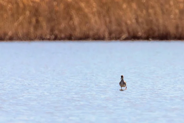 Ruff water bird (Philomachus pugnax) Ruff en el agua — Foto de Stock