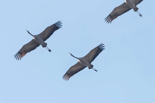 Uçuş mavi gökyüzü, (Grus grus) geçiş ortak Vinçler — Stok fotoğraf