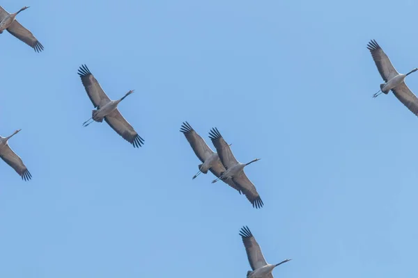 Common Cranes in flight blue skies, (Grus grus) migration — Stock Photo, Image