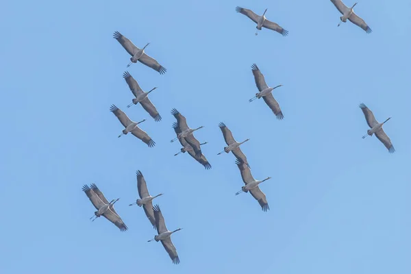 Bayağı turna (Grus grus) uçuş mavi gökyüzü, sürü uçan m — Stok fotoğraf