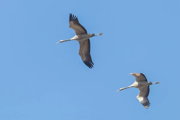 Grúas comunes en cielos azules de vuelo, migración (Grus grus) — Foto de Stock