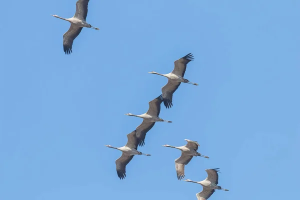 Bayağı turna (Grus grus) uçuş mavi gökyüzü, sürü uçan m — Stok fotoğraf