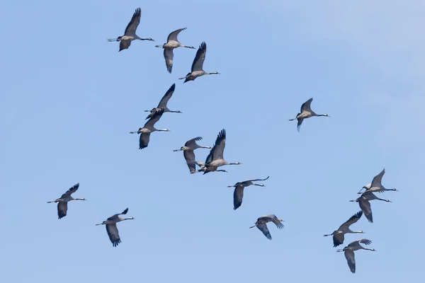 Kraniche im Flug blauer Himmel, (grus grus) Migration — Stockfoto