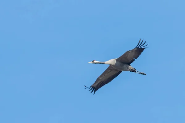 Guindaste comum em voo céu azul (Grus grus) migração — Fotografia de Stock
