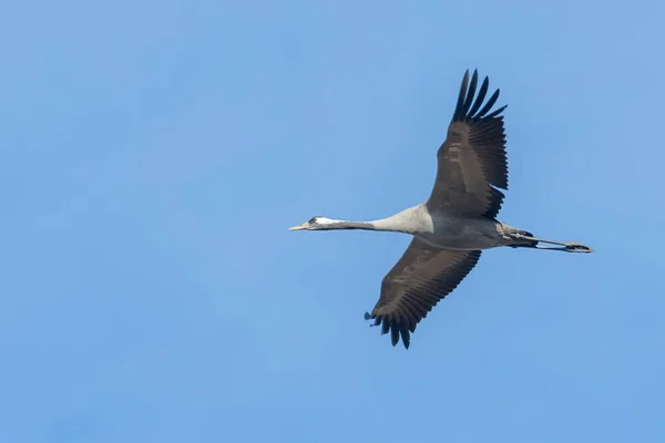 Grulla común en la migración de cielos azules de vuelo (Grus grus) — Foto de Stock