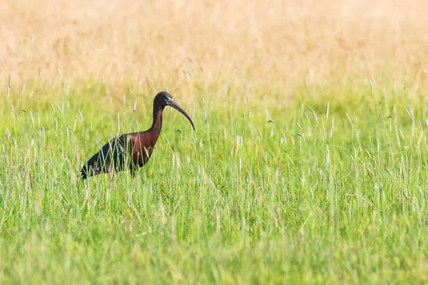 Ibis brillante (Plegadis falcinellus) ave zancuda en Habita Natural — Foto de Stock