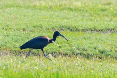 Parlak Aynak (Plegadis falcinellus) Doğal Habita Kuş Wading