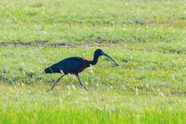 Parlak Aynak (Plegadis falcinellus) Doğal Habita Kuş Wading