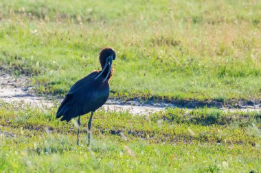 Parlak Aynak (Plegadis falcinellus) Doğal Habita Kuş Wading