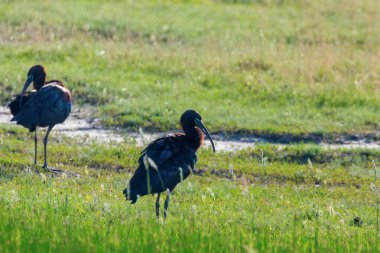 Parlak Aynak (Plegadis falcinellus) Doğal Habita Kuş Wading