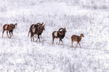 Mouflons in Winter Wild nature (ovis musimon)  clipart