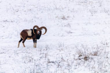 Kunduzdan oluşur erkek kış vahşi doğada (ovis musimon) 