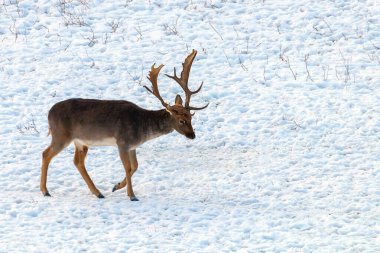 Alageyik buck kar kış manzara (Dama Dama)