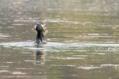 Balık ile Büyük Karabatak (Phalacrocorax Carbo) Karabatak Huntin