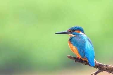 Ortak Kingfisher (Alcedo atthis) Avrasya Kingfisher Kuş sitti